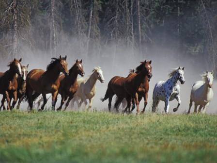 лошади бегущие